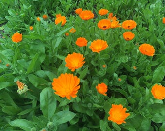 Alpha Calendula Seeds | 50 Heirloom Open-Pollinated Seeds | Medicinal Herbalist Skin Care Flower Non-GMO
