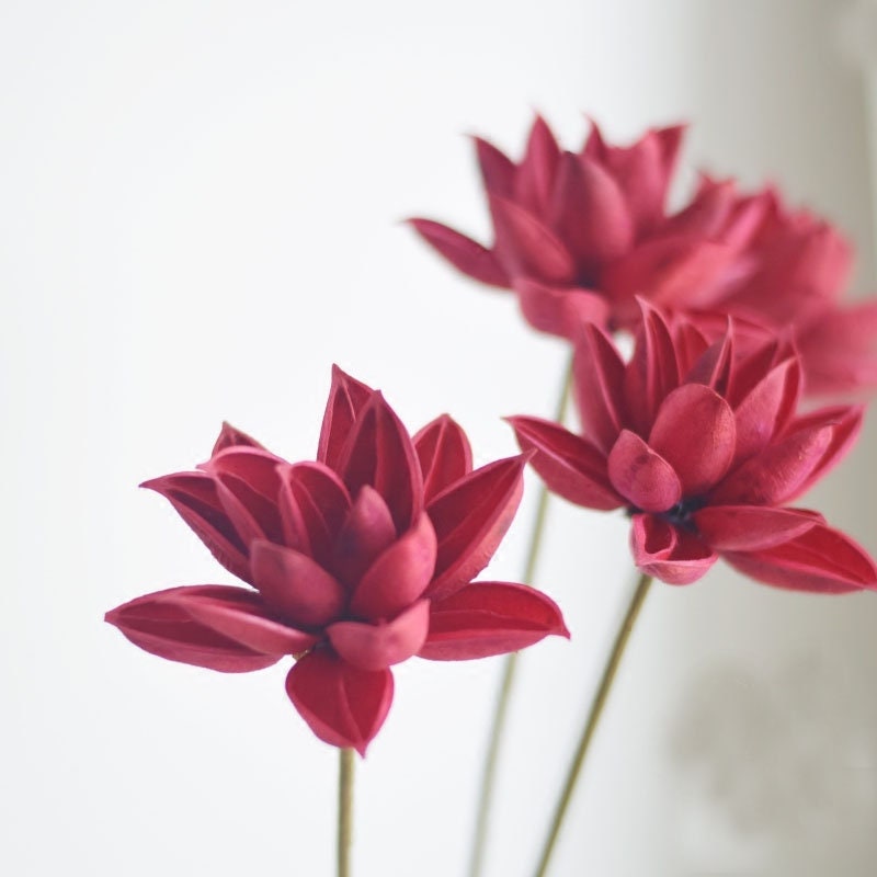 40 Teste Di Loto Secche Naturali Medie Per Floristica E Artigianato - Diametro 5-7 Cm