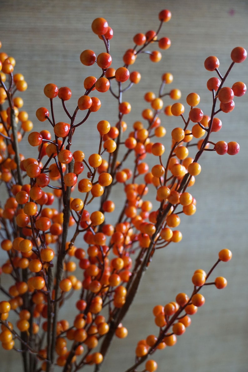 May include: A bunch of orange and yellow berry sprigs with brown stems. The berries are clustered together on the branches.