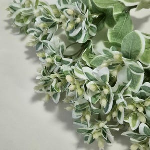 Euphorbia marginata finta con foglie variegate - Euphorbia marginata finta con foglie variegate - Foglie artificiali