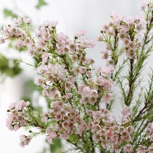 May include: A bouquet of delicate pink flowers with small, clustered blooms and long, slender green stems. The flowers are arranged in a loose, natural style, creating a soft and romantic look.