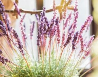 Künstliche Lavendel Pflanzen / künstliche Lavendel Pflanzen / Kunstblumen / künstliche Blumen / Wohnkultur