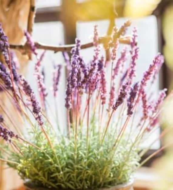 munstead lavender plants Munstead Strain Lavender, 1-Gallon main image 1