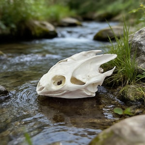 Könnte beinhalten: Ein weißer Tierschädel liegt in einem flachen Bach. Der Schädel weist detaillierte Merkmale auf, darunter Augenhöhlen und andere Öffnungen. Das Wasser ist klar, und der Hintergrund zeigt eine verschwommene Ansicht einer natürlichen Umgebung mit Felsen und Grün.