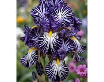 35 Sementes Raras de Íris, Variedades Tradicionais, Flores Coloridas para o Jardim