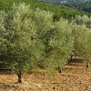May include: An olive grove with rows of trees, each with dense green leaves. The trees stand on brown earth, with a green hillside in the background under a bright sky.