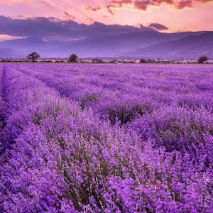 May include: A vast field of lavender flowers in full bloom, with rows extending towards the horizon. The sky above is a blend of pink and purple hues, with mountains in the distance. The scene evokes a sense of tranquility.