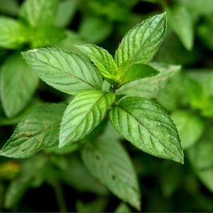 Può includere: Primo piano di foglie di menta verde fresca. Le foglie hanno una superficie strutturata con venature visibili e un colore verde vibrante. L'immagine evidenzia i dettagli naturali della pianta, con uno sfondo sfocato.