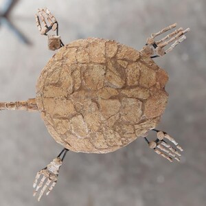 Könnte beinhalten: Detaillierte Draufsicht auf ein Schildkröten-Skelettmodell. Das Modell hat einen strukturierten, hellbraunen Panzer und gegliederte Gliedmaßen mit sichtbaren Knochenstrukturen. Kopf und Gliedmaßen der Schildkröte ragen aus dem Panzer.