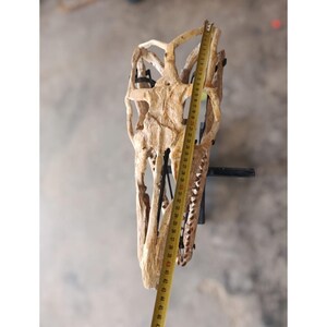 Auténtico cráneo fósil de mosasaurio con dientes afilados: un raro ejemplar marroquí.