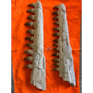 May include: Two fossilized jaw fragments with sharp, brown teeth. The jaws are a light beige color and rest on an orange surface. The teeth are evenly spaced along the jawbones, suggesting a carnivorous diet. The image is well-lit, highlighting the texture of the fossils.