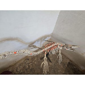Äkta Mosasaurskelettfossil | Sällsynt marin reptil från Marocko | Utställning i museikvalitet | Stort fossilskelett