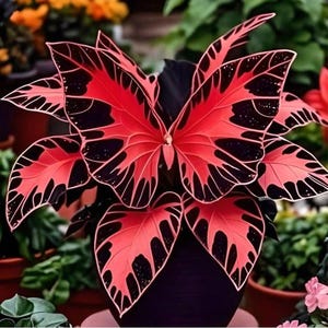 Semillas de plantas exóticas raras de mariposas rojas y negras - Follaje espectacular al estilo Caladium