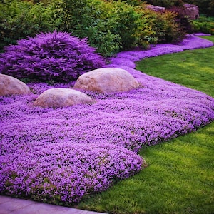 Puede incluir: Una escena de jardín vibrante con una exuberante exhibición de flores moradas, grandes piedras redondeadas y parches de hierba verde. Las flores crean una densa cubierta vegetal, con un arbusto de flores moradas en el fondo.