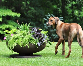 May include: A large, round, dark brown metal bowl planter filled with a variety of green and dark purple foliage, including ferns and small pink flowers, resting on a circular base, positioned next to a brown Rhodesian Ridgeback dog.