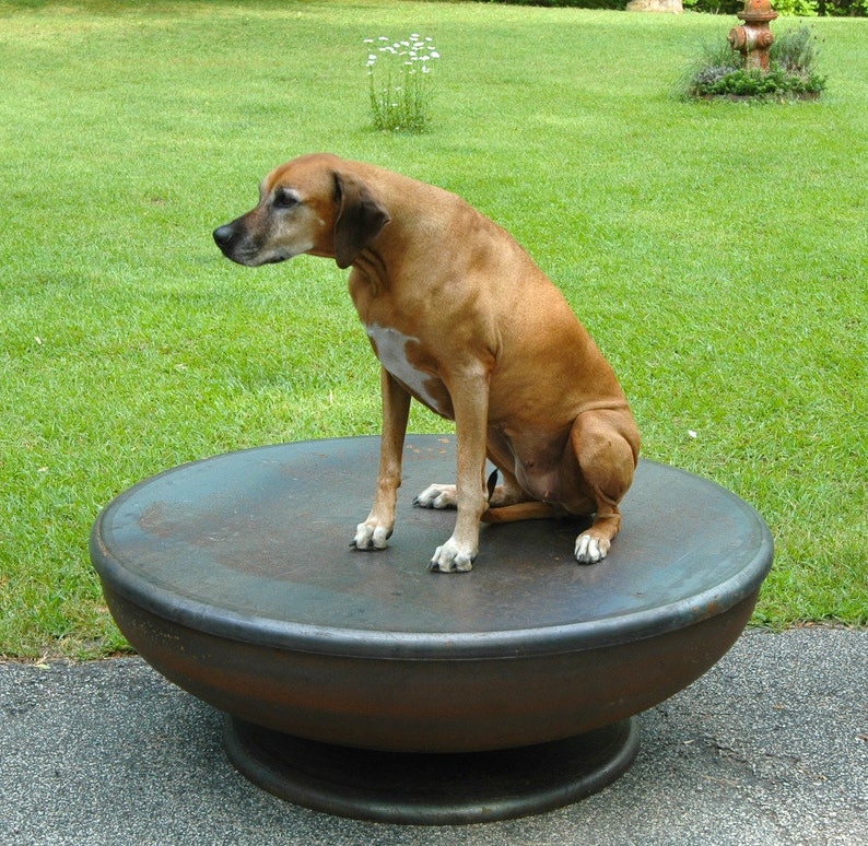 Op de afbeelding: Een bruine en witte hond zit op een grote, ronde, donkergrijze metalen vuurplaats. De vuurplaats staat op een grijs betonnen oppervlak. De hond kijkt naar links van de afbeelding.