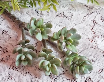 Mint Green Jade Succulent Stem, Artificial Succulent, Fake Succulent Plant, Faux Succulents, Planter, Realistic Stems, DIY, Wedding Flowers