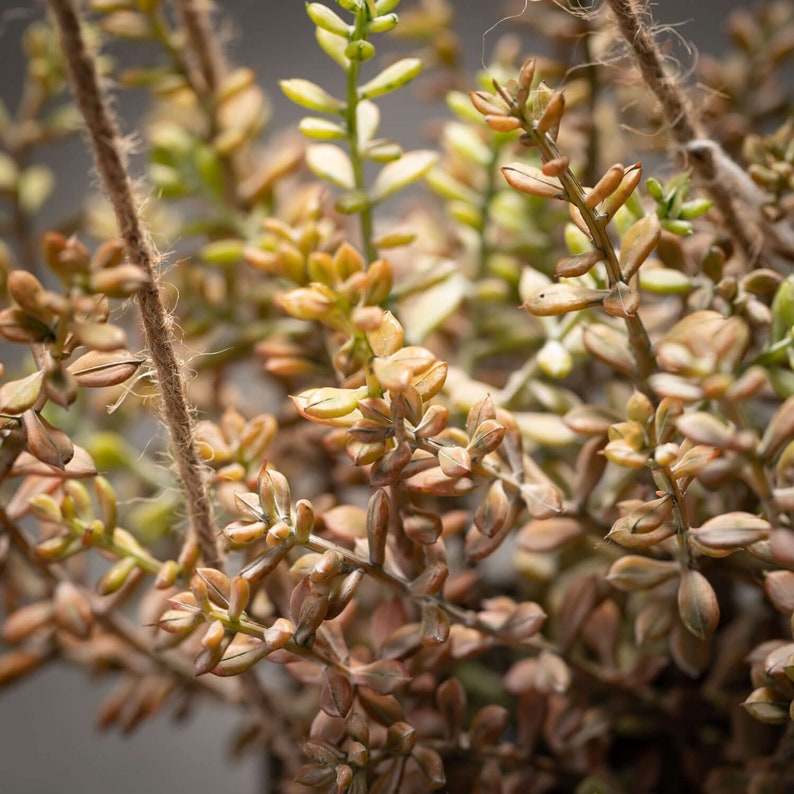 May include: A close-up of a bunch of brown and green succulent plants. The plants are arranged in a cluster and have a natural, organic look.