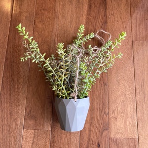 May include: A gray geometric planter with a hanging succulent plant. The plant has long, thin green leaves.