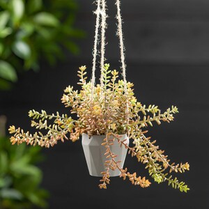 May include: A hanging planter with a white geometric pot filled with a trailing succulent plant with green and orange leaves.