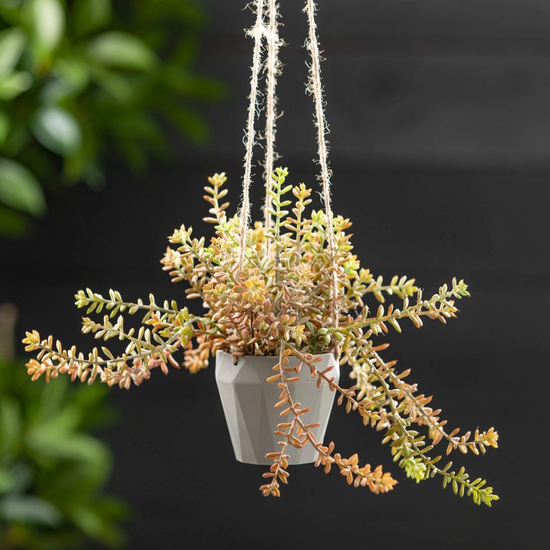 May include: A hanging planter with a white geometric pot filled with a trailing succulent plant with green and orange leaves.
