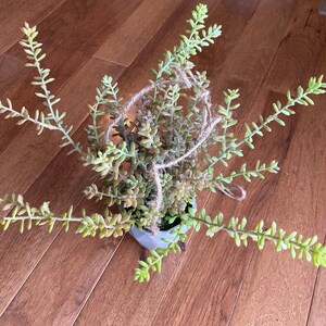 Artificial Hanging Succulent: Faux Sedum Plant in Geometric Pot image 7