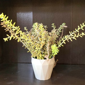May include: A small succulent plant with green and yellow leaves in a white geometric pot. The pot has a rope handle.