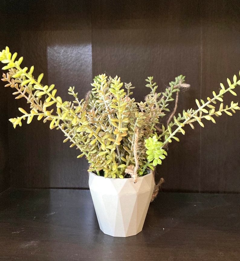 May include: A small succulent plant with green and yellow leaves in a white geometric pot. The pot has a rope handle.