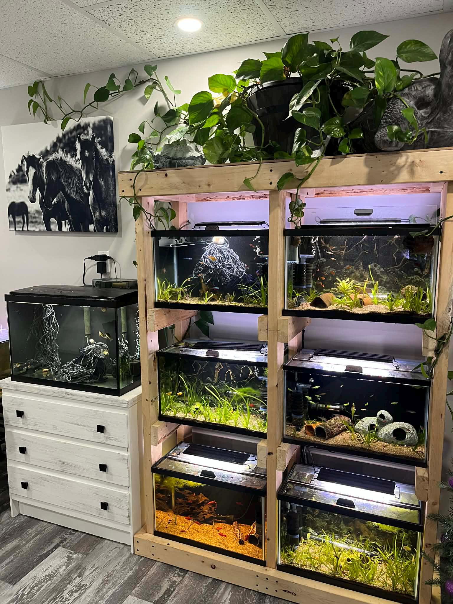 DIY Aquarium Tank Rack Plans — 6x10 Gallon Stand Build, 2x4 Lumber ...