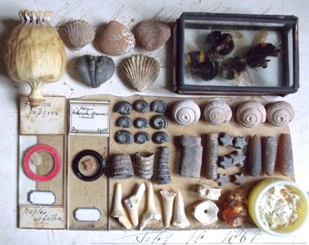 Instant Collection, Fossils, Vintage Microscope Slides, Glass Box, Components for Mixed Media, Assemblage Art, Printer's Trays etc. x 46 (G)