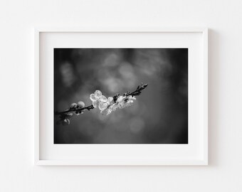 Black and white cherry blossom tree photo, Floral art, Printable flower Art, Digital Download, Downloadable Photo