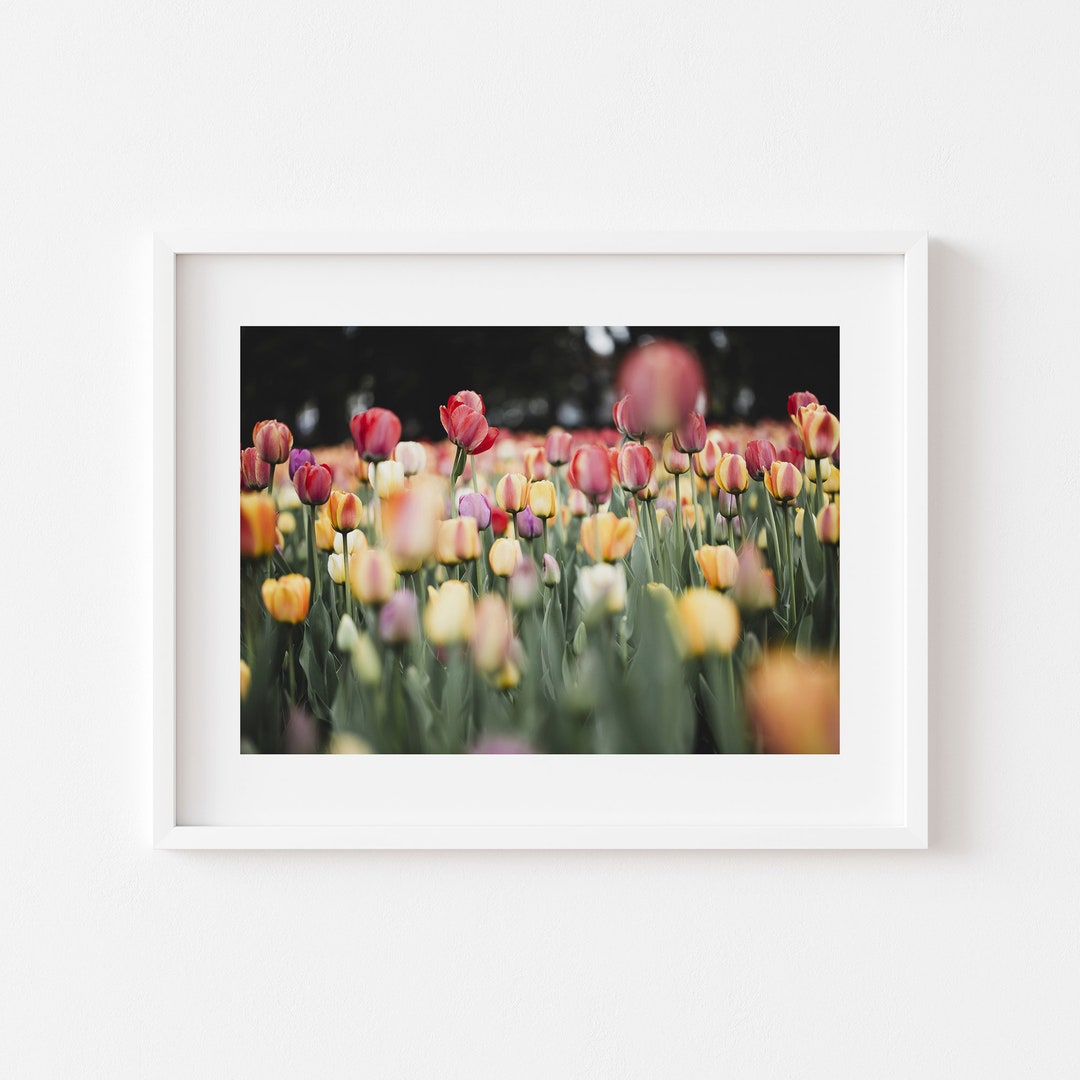 Tulip Field Photo Print, Flower Photography, Floral Wall Art (digital ...
