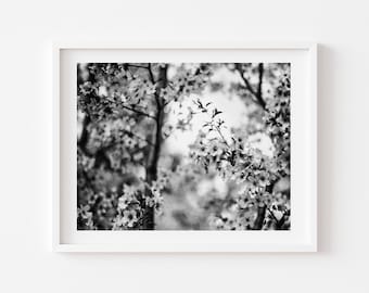 Digital Download, Black and white cherry tree photo, Floral art, Printable flower Art, Digital Download, Downloadable Photo