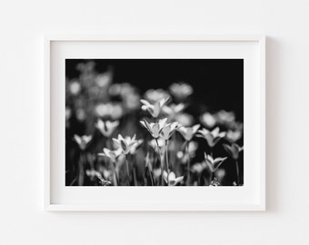 Black and White Flower Photo, Floral Wall Art (Digital Download)