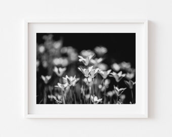 Black and white flower photo, Floral art, Printable flower Art, Digital Download, Downloadable Photo, Wall art, photography