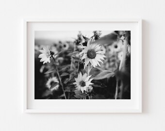 Digital Download, Black and white sunflower photo, Floral art, Sunflower Print, Printable flower Art, Digital Download, Downloadable Photo