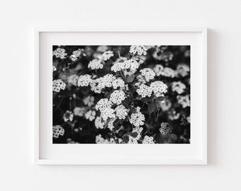Black and White Flower Photography Art Print (Digital Download)