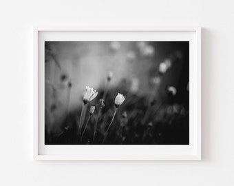 Digital Download, Black and white flower photo, Floral art, Daisies Print, Printable flower Art, Digital Download, Downloadable Photo