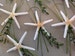 Starfish Beach Boutonnières with Natural Trim and Magnet Backings 