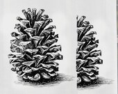 Two Pine Cone Christmas Tea Towels - Decoration - Woodsy - Pine Cones