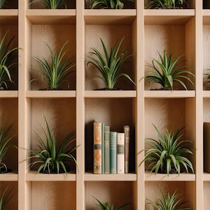 Puede incluir: Una estantería de madera con múltiples compartimentos, cada uno con una planta en maceta o una pila de libros. Las plantas tienen hojas largas y verdes. Los libros tienen cubiertas envejecidas de varios colores.