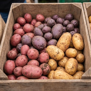 May include: Wooden crate filled with a variety of fresh potatoes. The potatoes are in shades of red, purple, and yellow. Some potatoes are small and round, while others are larger and oblong. The crate is made of weathered wood.