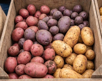 70 True Potato Seeds for Planting, Heirloom Potato Seeds, Garden Vegetable Seeds for Outdoor Growing