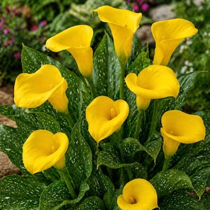 May include: A cluster of vibrant yellow calla lilies in full bloom. The flowers have a trumpet-like shape and are surrounded by lush green leaves with white speckles. The image showcases the natural beauty of these elegant flowers.