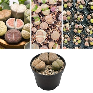 May include: A collection of Lithops succulents, also known as living stones, featuring various pebble-like shapes in shades of green, brown, and pink. The plants have a distinct split down the center and are potted in small black containers with gravel.