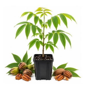 May include: A young pecan tree with bright green compound leaves planted in a square black plastic nursery pot. The base of the pot is surrounded by several whole and shelled brown pecan nuts along with detached green leaves on a white background.