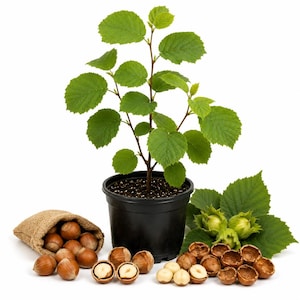 May include: A young hazelnut tree planted in a black plastic pot, accompanied by a small burlap sack filled with whole hazelnuts, several loose shelled hazelnuts, and a cluster of fresh green hazelnuts with leaves on a white background.