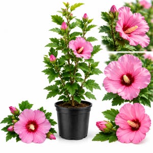 May include: A potted hibiscus plant with vibrant pink flowers featuring dark red centers and prominent yellow stamens. The plant has serrated green leaves and several unopened buds, displayed against a plain white background with close-up views.