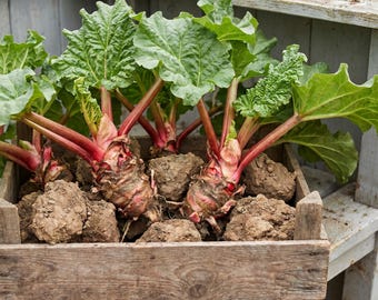 Large Size Rhubarb Roots for Planting, Bare Root Cold Hardy Rhubarb Plants, Perennial Vegetable Garden Plants