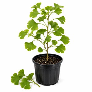 May include: A young ginkgo biloba plant with vibrant green, fan-shaped leaves growing in a black plastic nursery pot filled with soil. A small stem with three detached ginkgo leaves lies on the surface next to the base of the black pot.